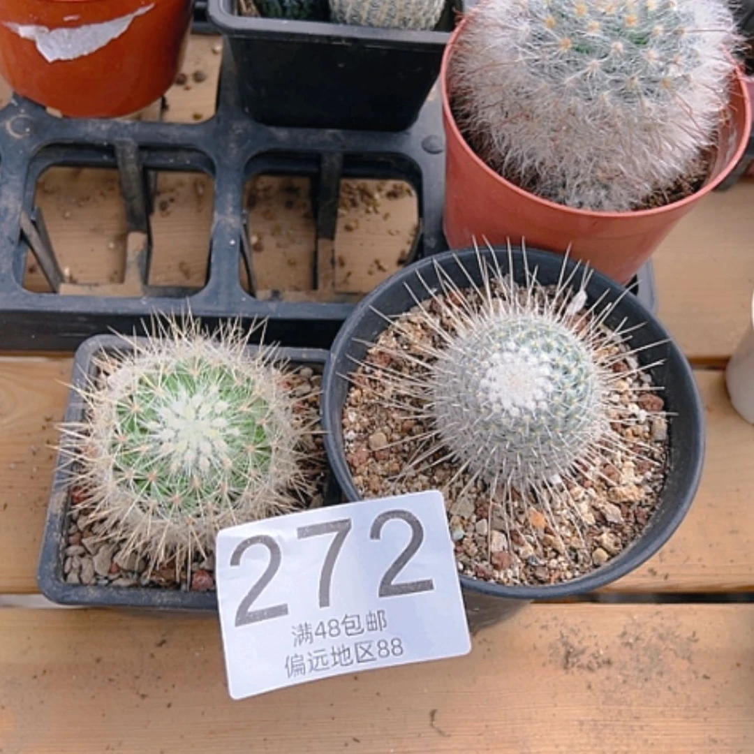 【闪购商品】周***@2颗球