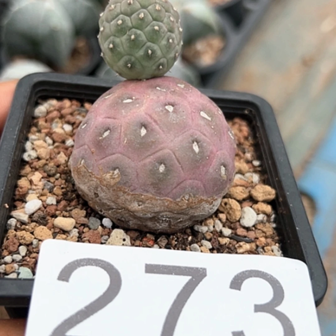 【闪购商品】花*习志野