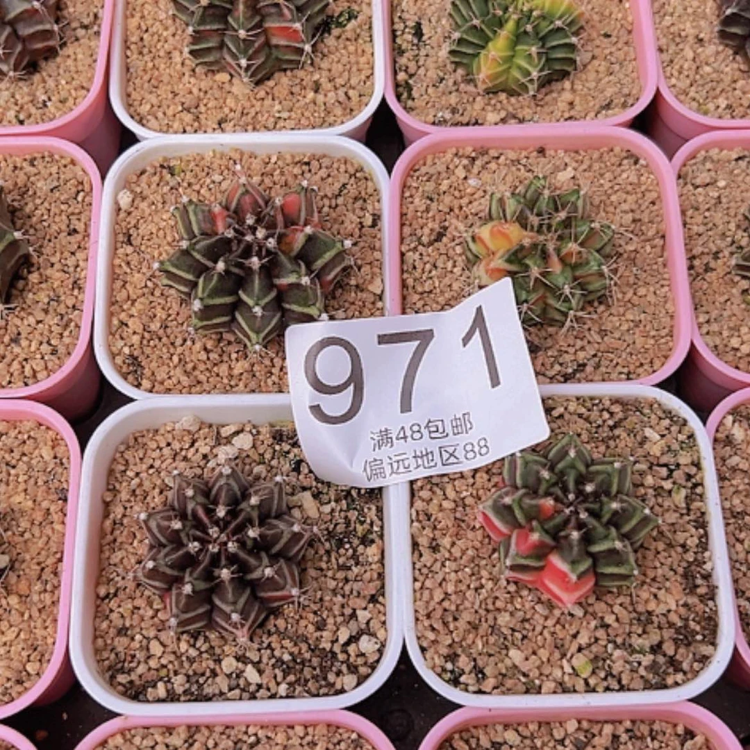 【闪购商品】风**云4颗米哈