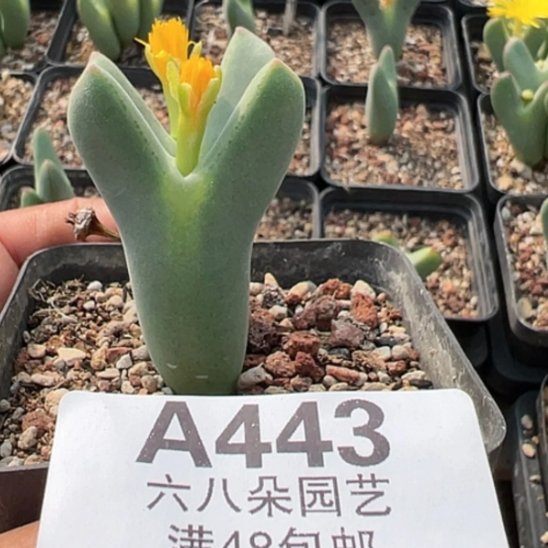 【闪购商品】买*起大将