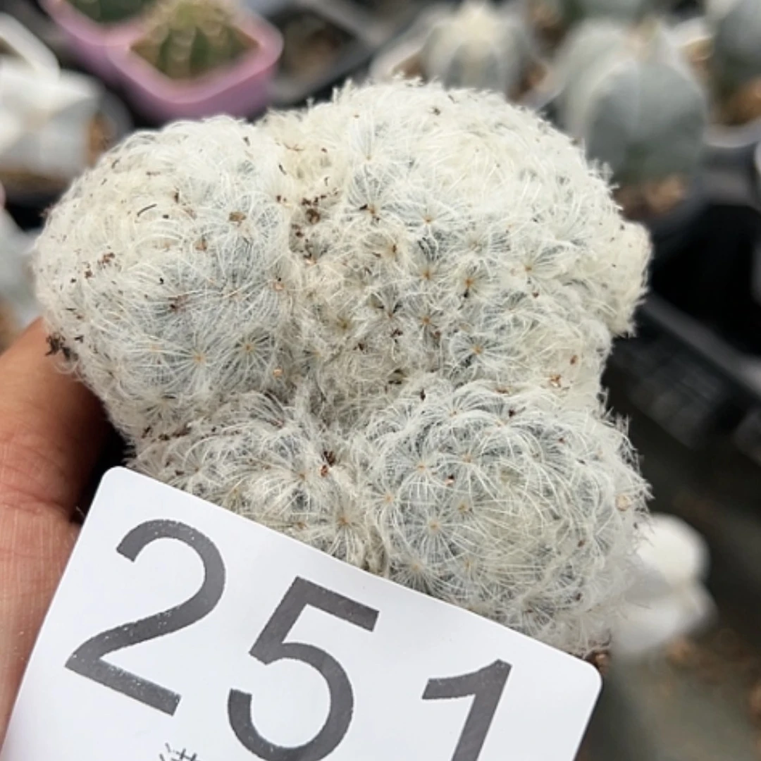 【闪购商品】实生白星