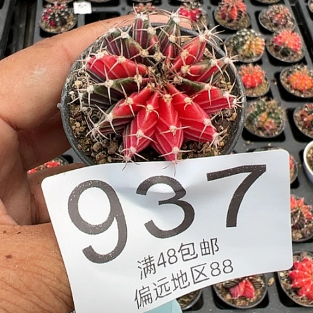 【闪购商品】冰***安肋骨