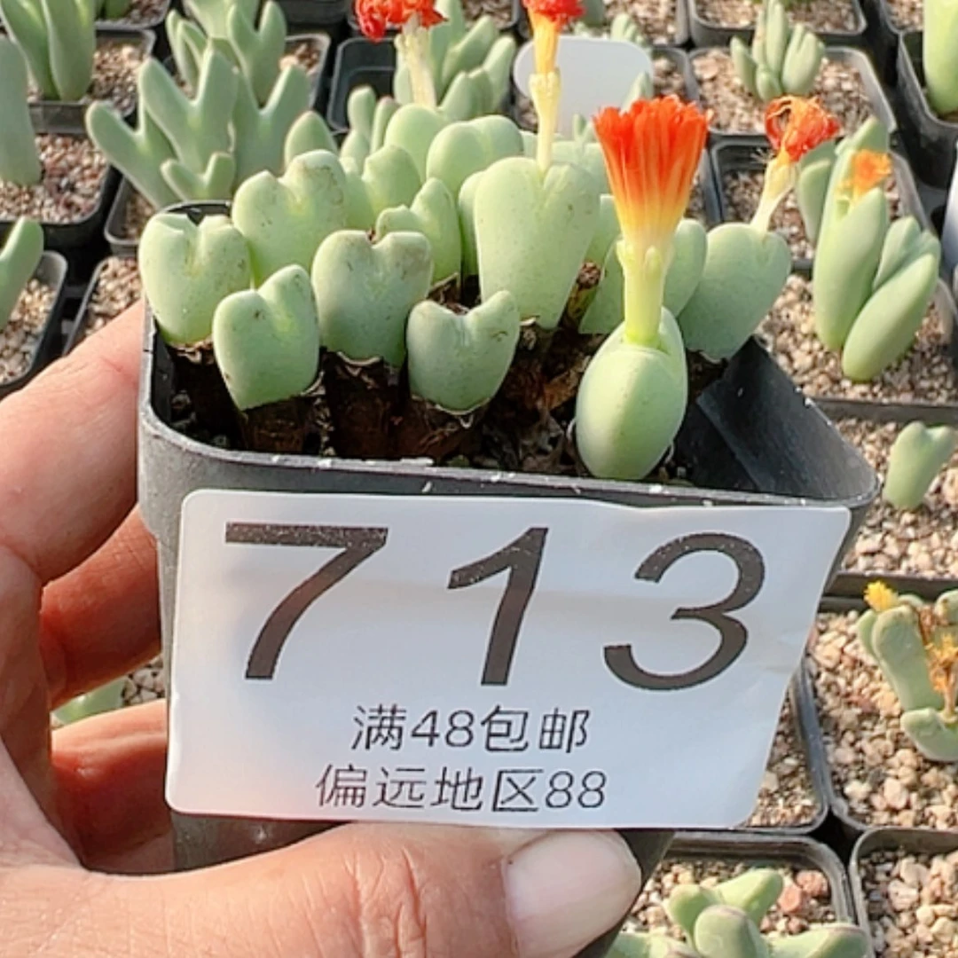 【闪购商品】?****少将