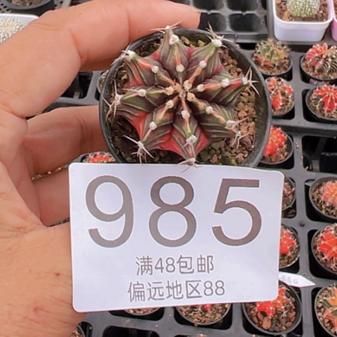 【闪购商品】雪*梅牡丹