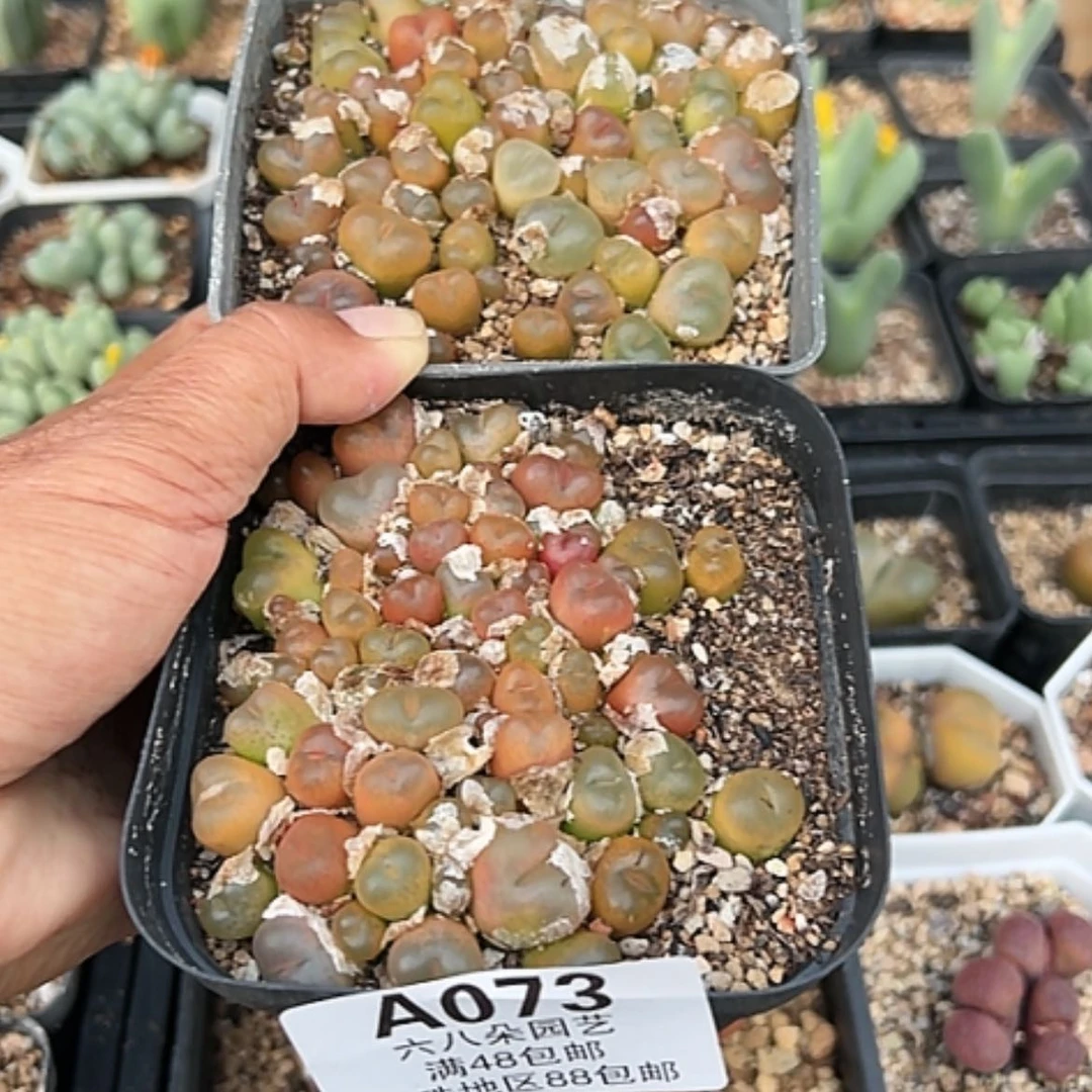 【闪购商品】包邮2盆毛汗尼混