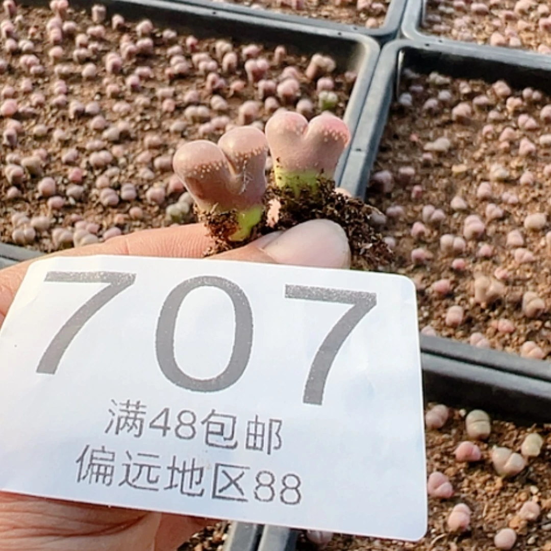 【闪购商品】小**?2颗001