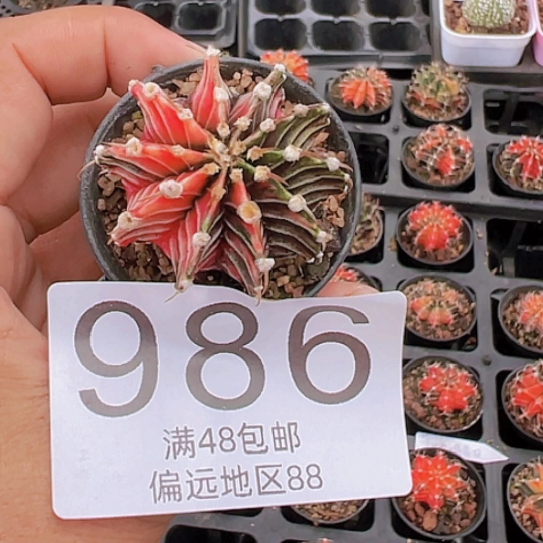 【闪购商品】雪*梅牡丹