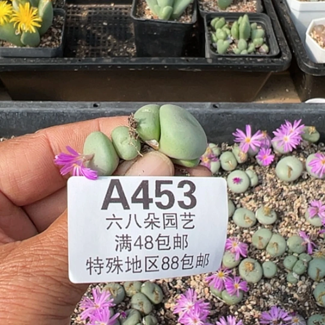 【闪购商品】b****e2颗大饼