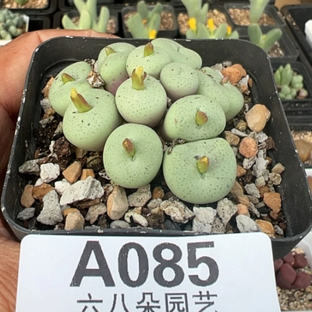 【闪购商品】吕氏大饼