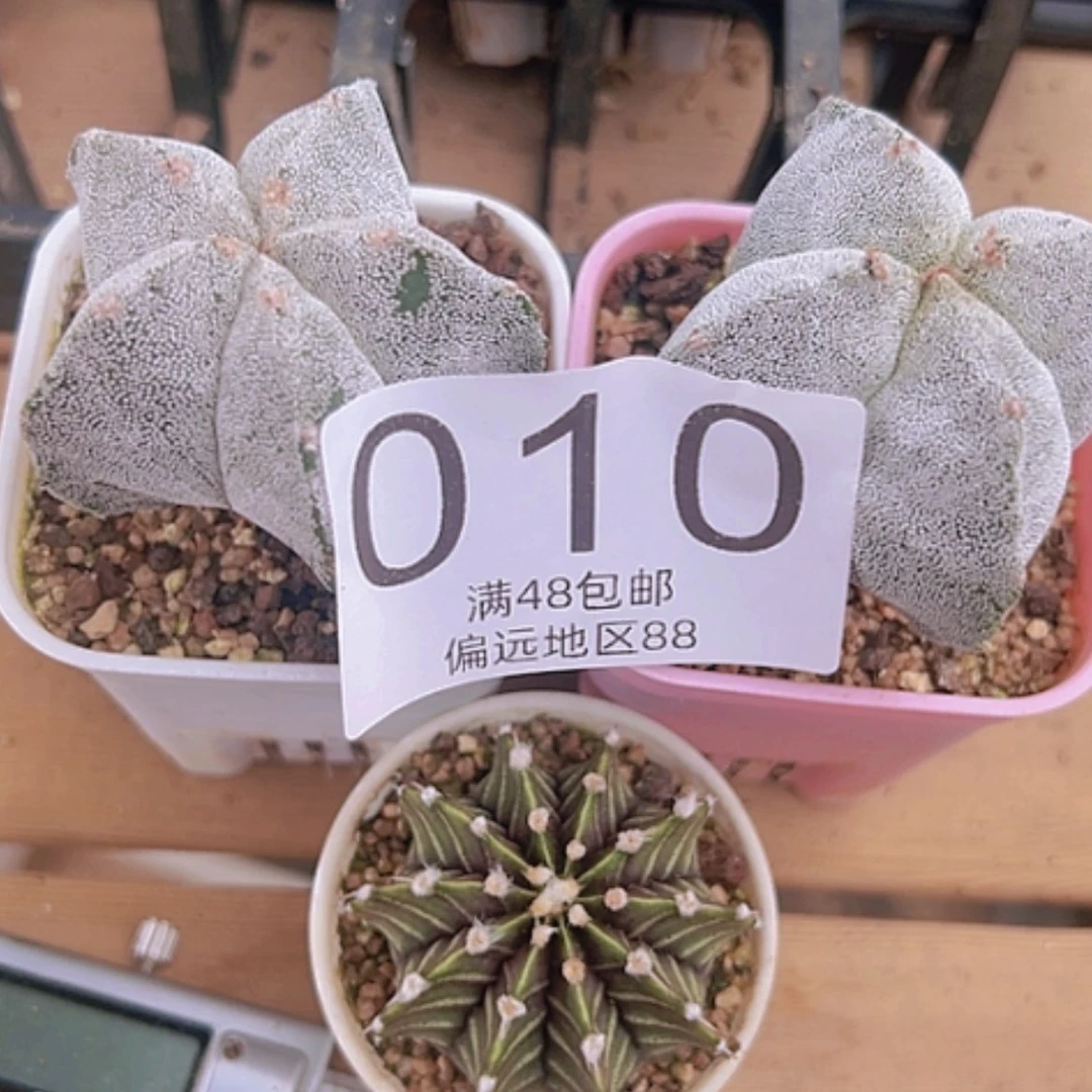 【闪购商品】3颗球包邮
