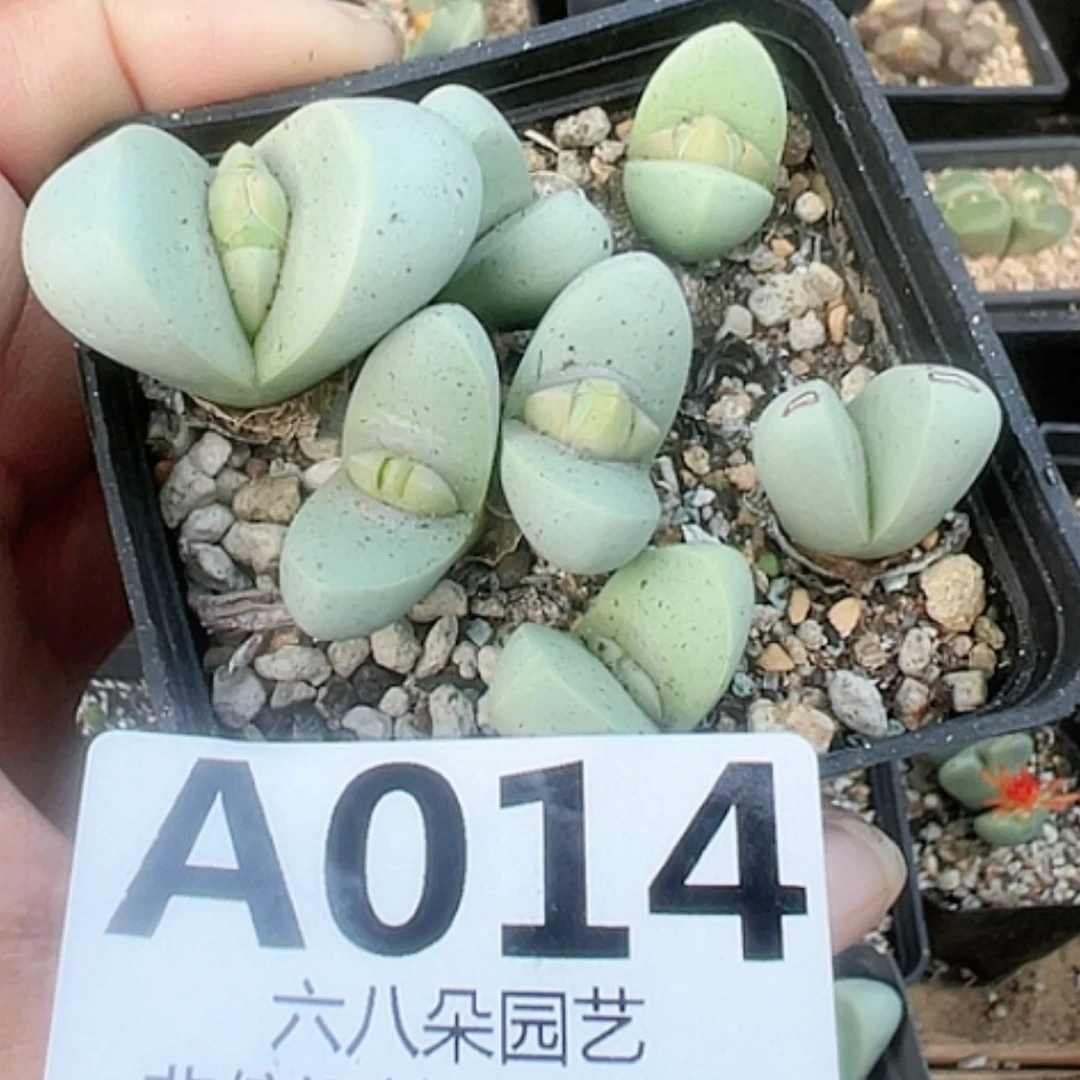 【闪购商品】阳**木金玲