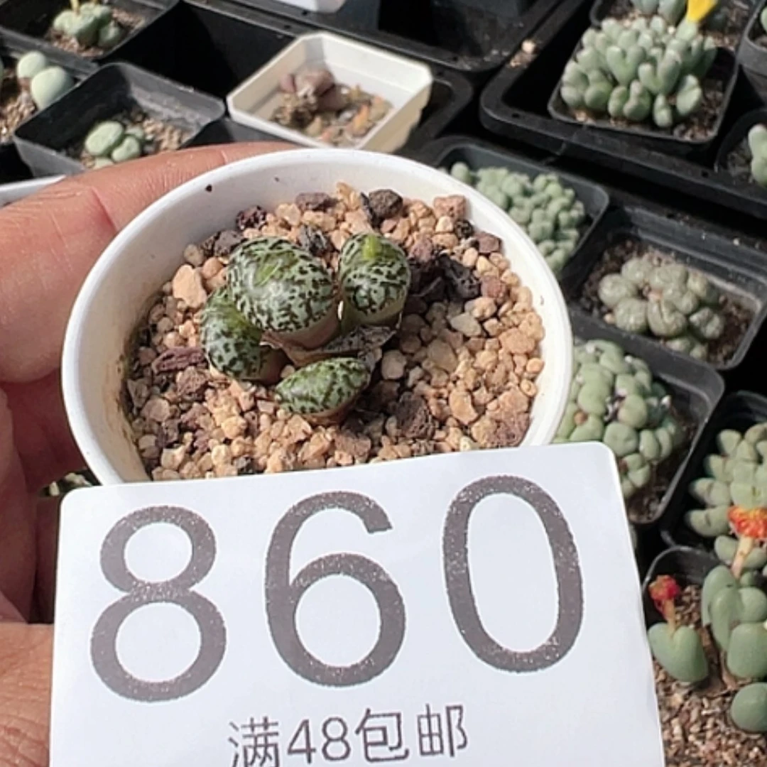 【闪购商品】风*云安贞