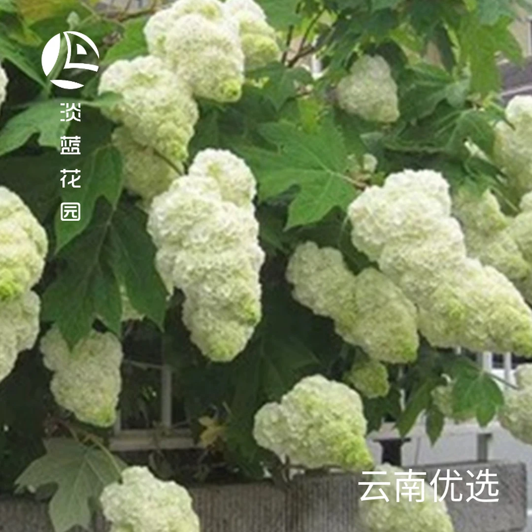 栎叶绣球 和声 雪花 哈曼尼 多年生花卉耐热耐寒灌木盆栽植物