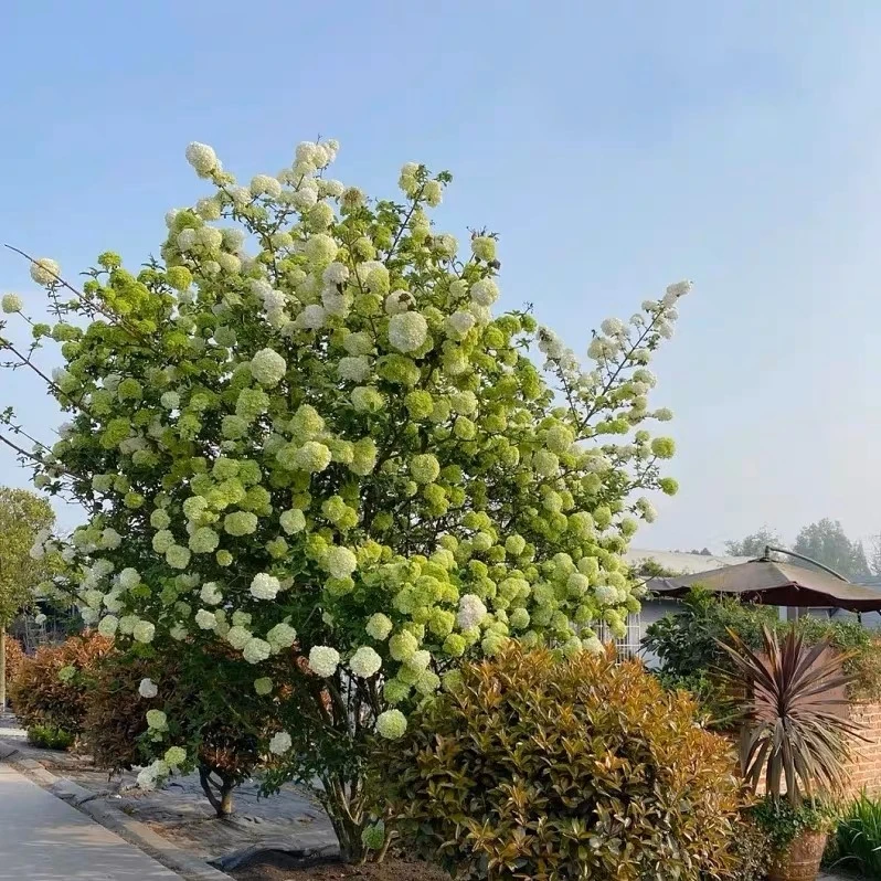 【中华木绣球-斗球】绿植盆栽耐寒耐热适合花园庭院别墅 栽种