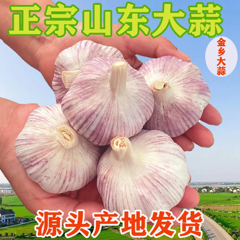【大蒜种子】24年山东金乡紫皮大蒜干蒜头农家自种腊八蒜3/5斤大果