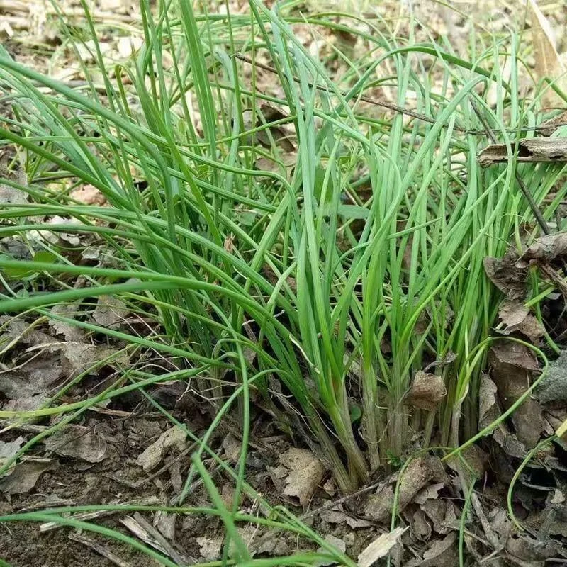 贵州高山新鲜苦蒜野葱现挖小根葱野生胡葱凉拌炒肉做汤下饭菜