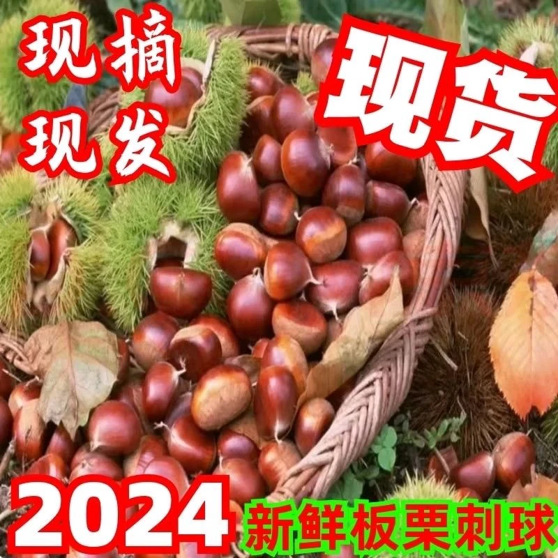 贵州高山新鲜板栗小板栗正宗特价生栗子现摘现发现摘现卖毛栗子