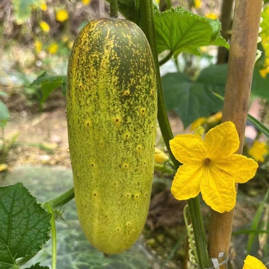 贵州本地老品种黄瓜蔬菜新鲜脆嫩视频旱黄瓜高山时令水果现摘现发