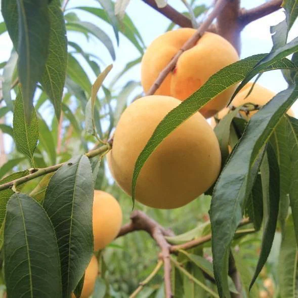 贵州高山农家自种黄桃现摘现发新鲜时令水果酸甜可口