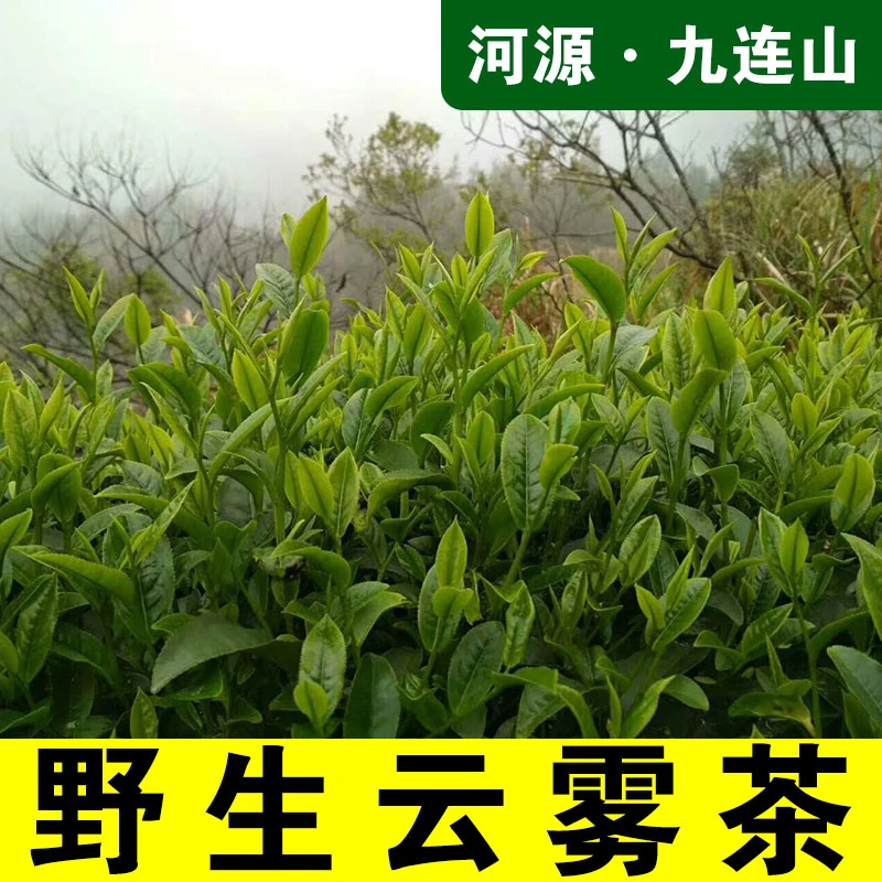 手工炒茶绿茶叶2023新茶功夫茶广东河源特产500g绿茶茶叶高山云雾