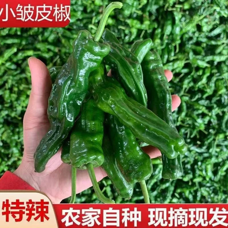 特辣小皱皮辣椒薄皮辣椒新鲜青辣椒新鲜当季农产品产地直发香辣