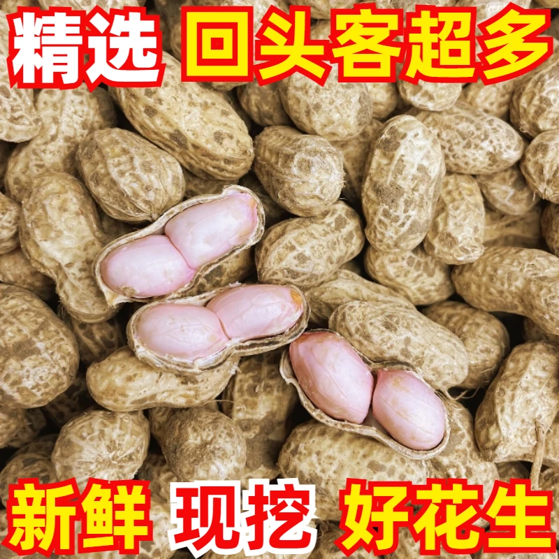 现挖25年现挖新鲜花生带壳湿花生安徽现挖湿花生5斤3斤1.5斤批发