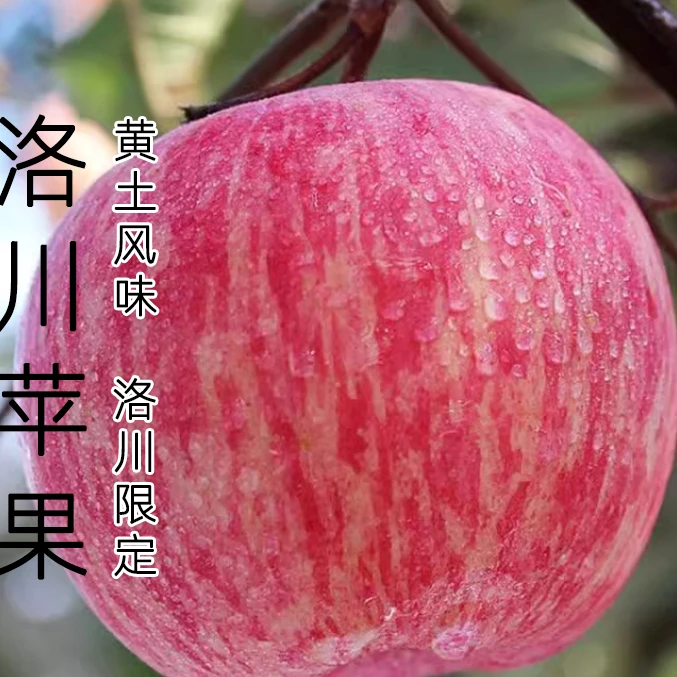 精选新果正宗陕西洛川苹果红富士精选脆甜多汁苹果应季新鲜包邮