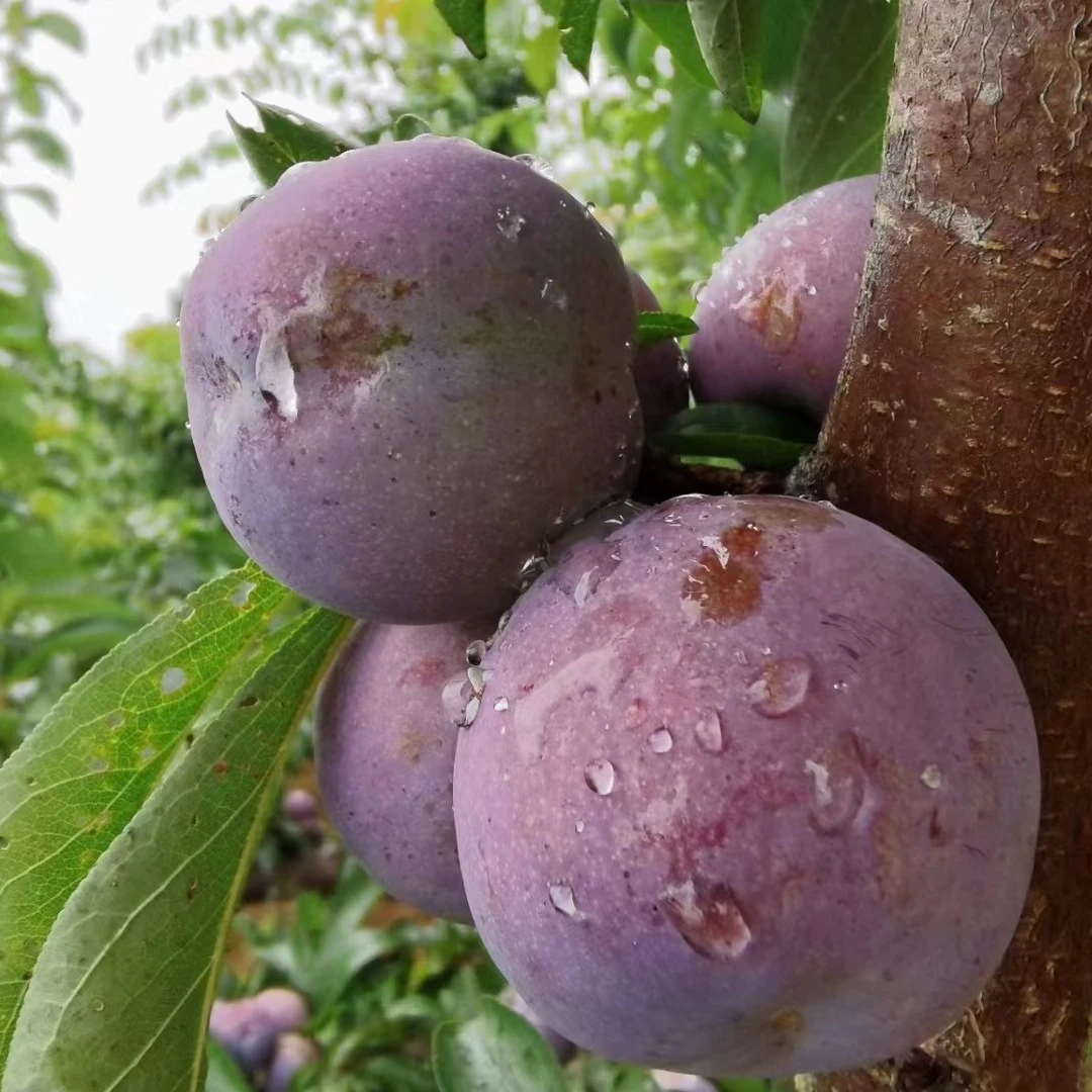 【雪梅助农】四川五月脆凤凰李脆甜多汁现摘现发坏果包赔