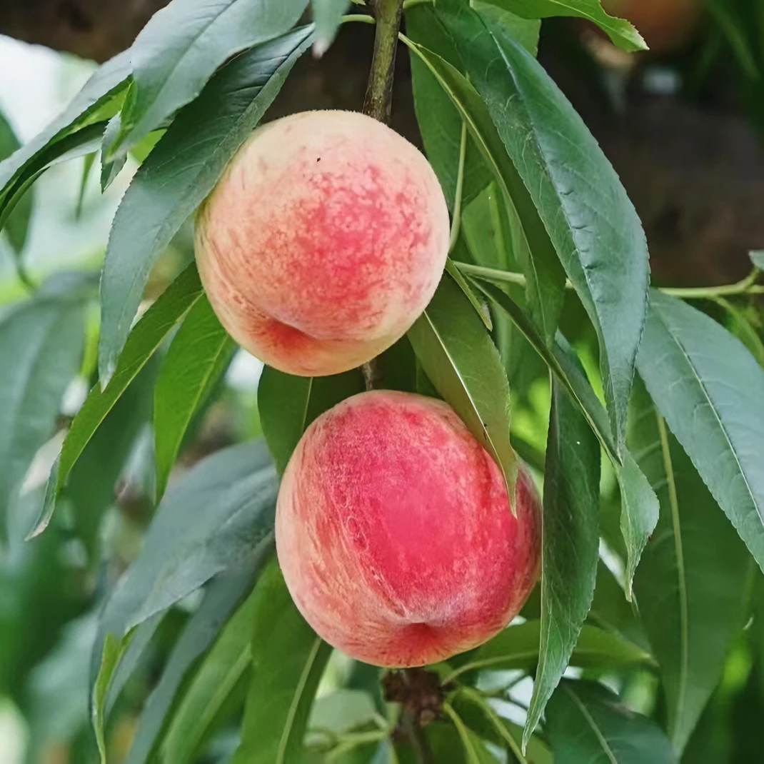全旭湖景蜜露原杯原土发货树苗钾肥成活种植水蜜桃树苗南北方种植
