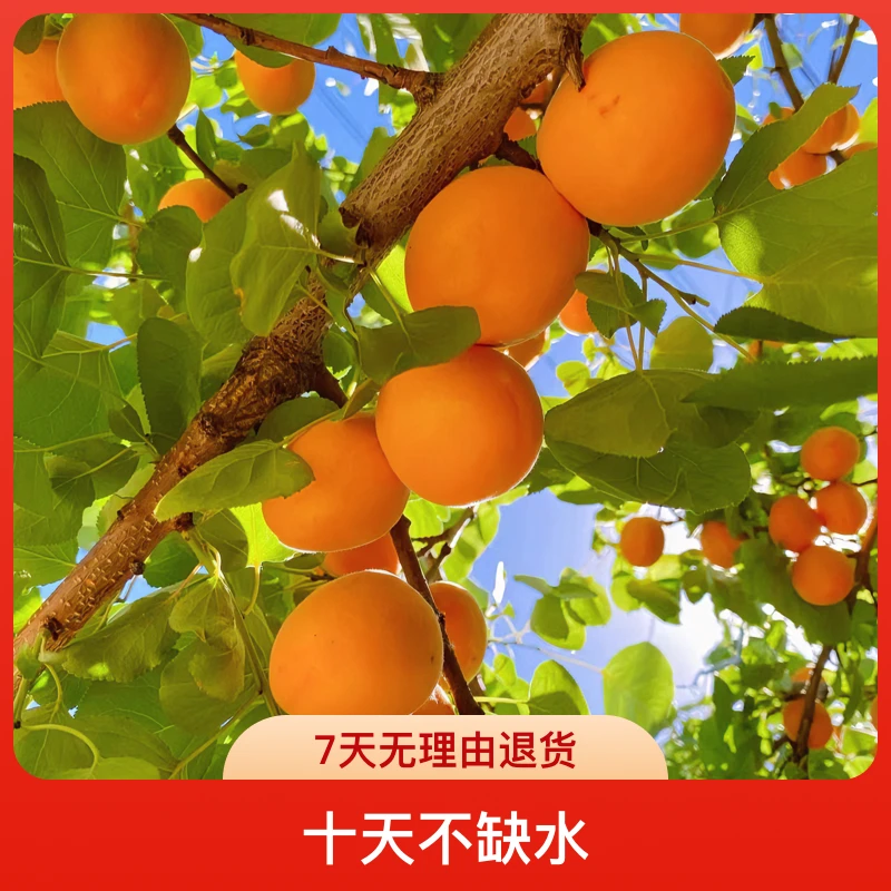 帝王杏子苗早熟耐寒南北批发树苗批发果树苗种植