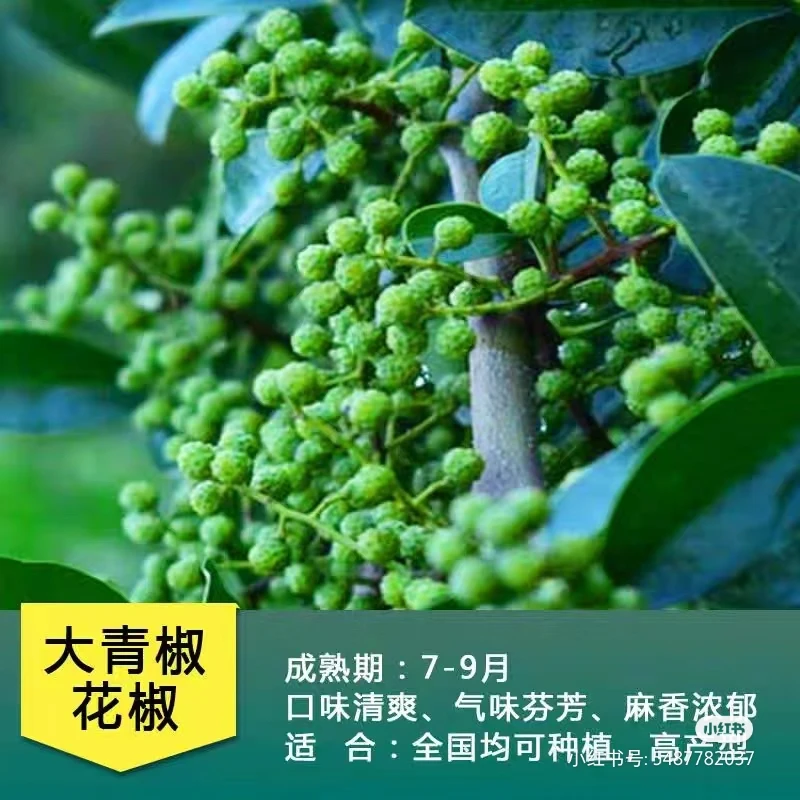 九叶青花椒树苗当年结果盆栽地栽阳台麻味浓郁带杯带土种植
