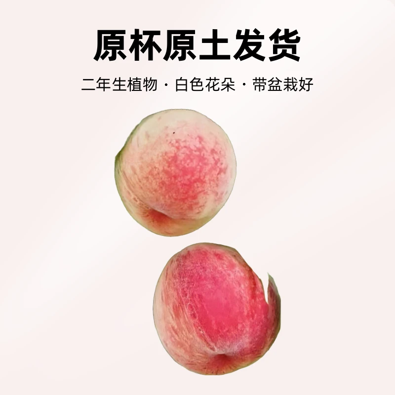 全旭湖景蜜露原杯原土发货树苗钾肥成活种植水蜜桃树苗南北方种植