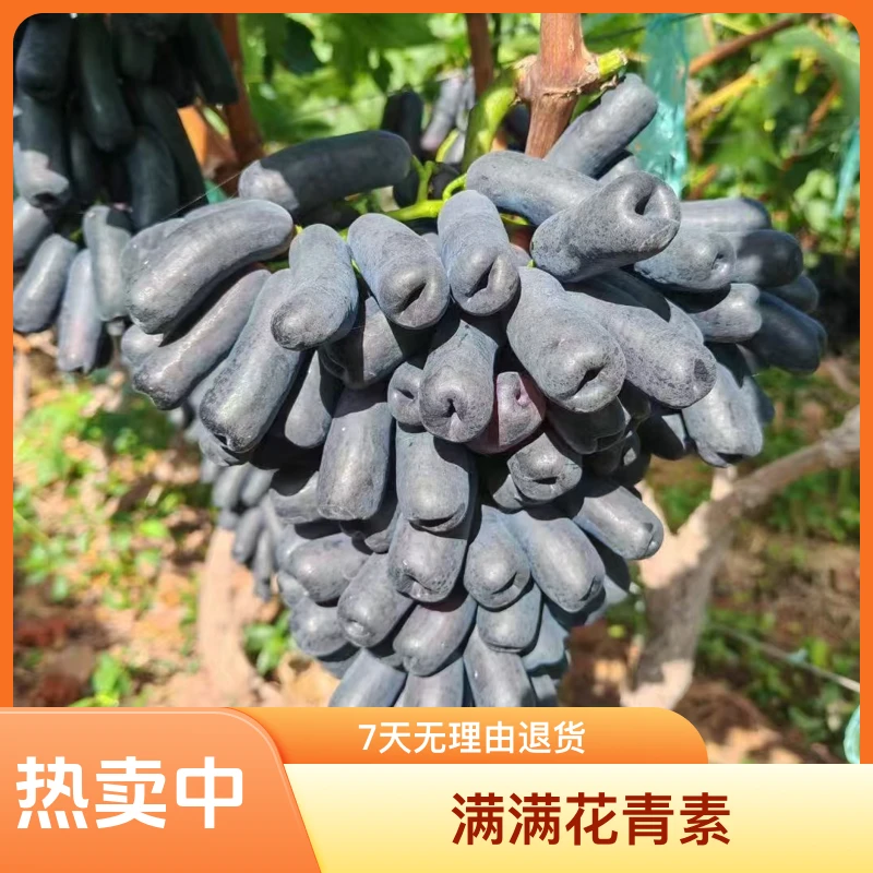 云南农场生产甜蜜蓝宝石金手指葡萄无籽黑提新鲜水果满满花青素