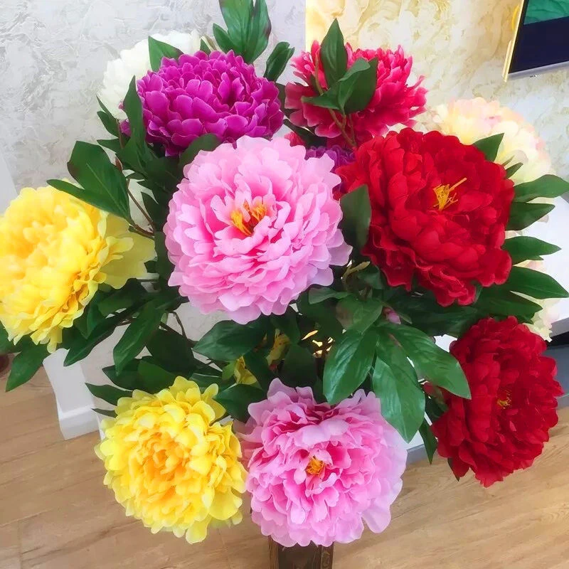 多款牡丹花种子洛阳牡丹花花色齐种活阳台室内庭院赏花
