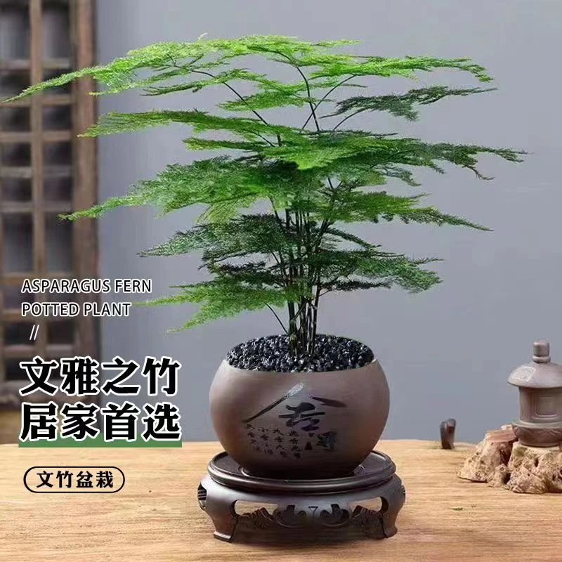 文竹盆栽根部优雅美观季节春秋适合文雅大小生长实物中式养护长期