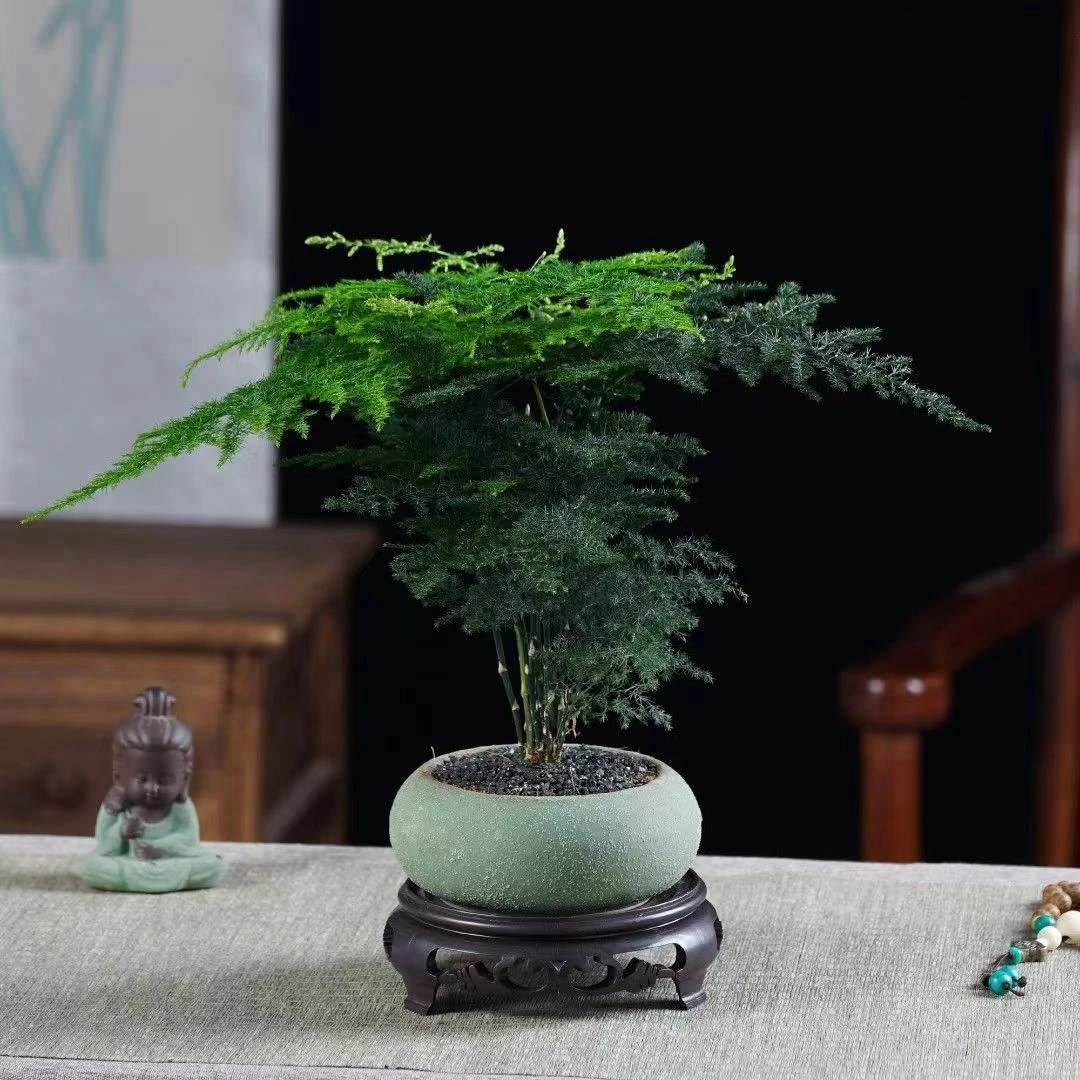 文竹盆栽根部适合季节优美尺寸大小展示手工养护生长手工养护生长