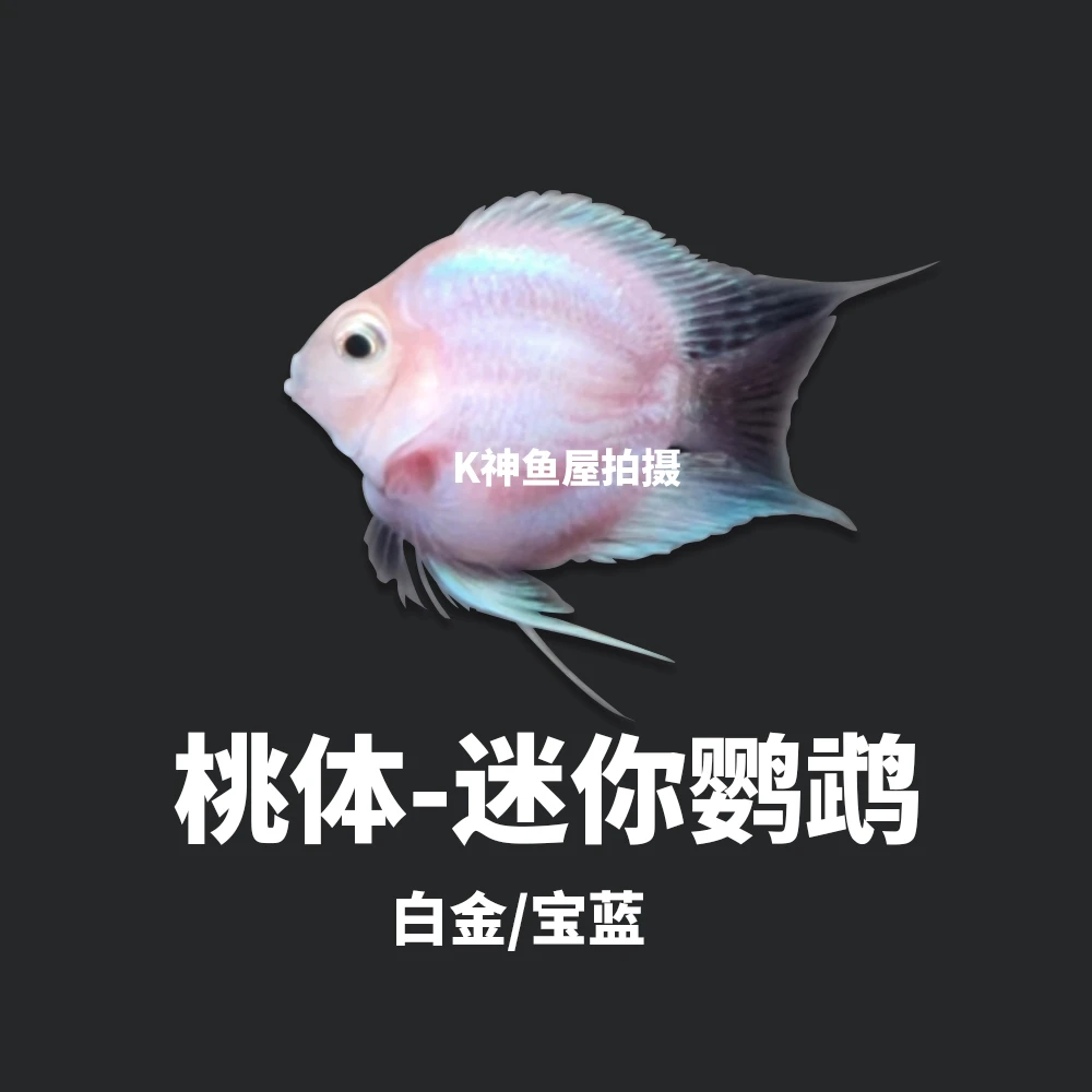 桃心缩尾迷你鹦鹉【一对】直播间现挑