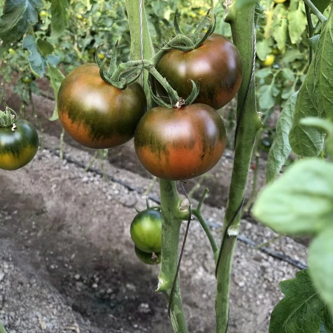 盘锦特产碱地番茄（中果）大小不均 介意勿拍