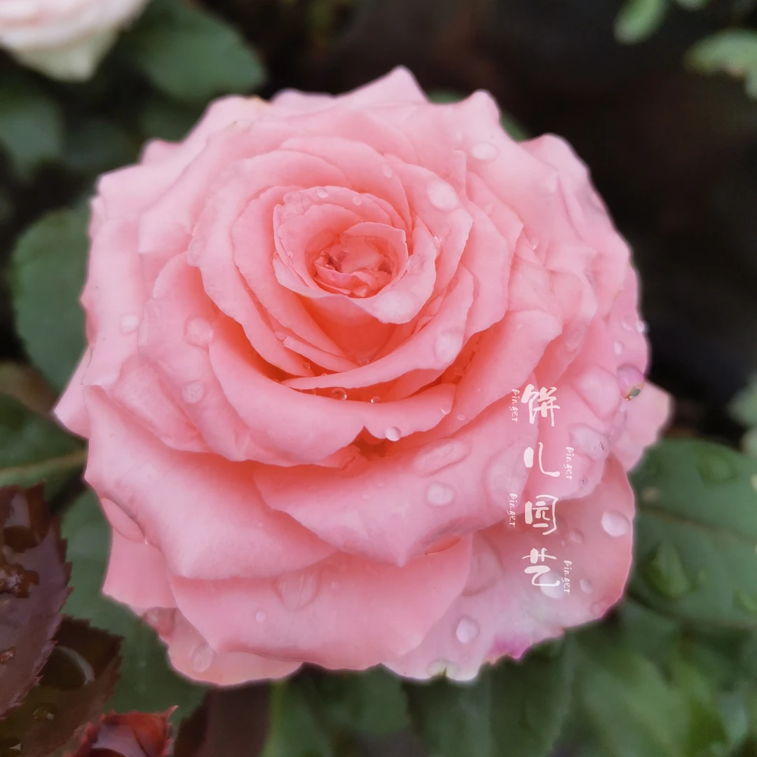 【戴安娜】月季玫瑰花苗 粉红色切花杯状花型中苗扦插苗四季开