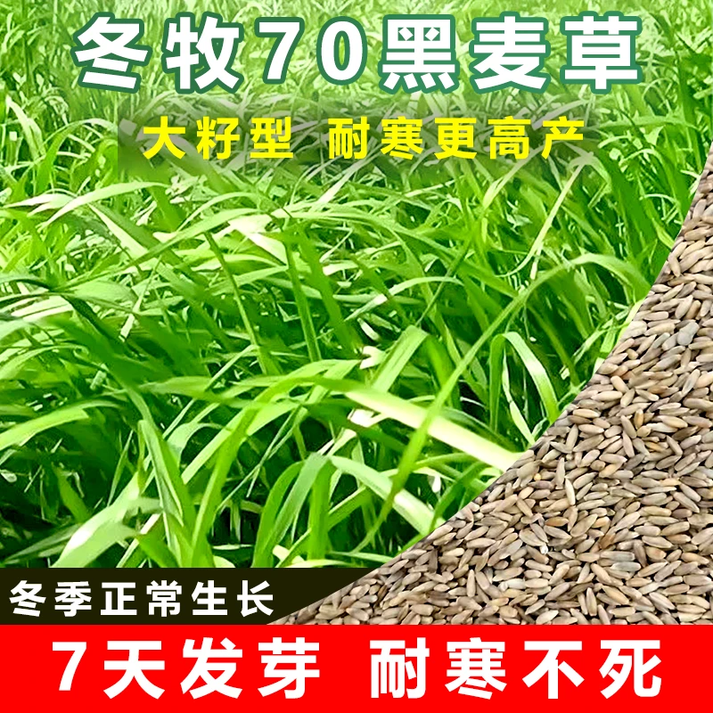 冬牧70黑麦草种子籽耐寒耐收割高产猪牛羊鸡鸭鱼鼠兔畜禽养殖牧籽