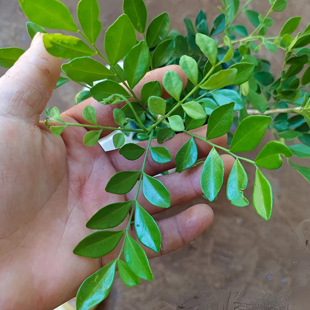 九里香耐旱净化空气盆景常绿植物香味开花绿植小盆景植物养护香花