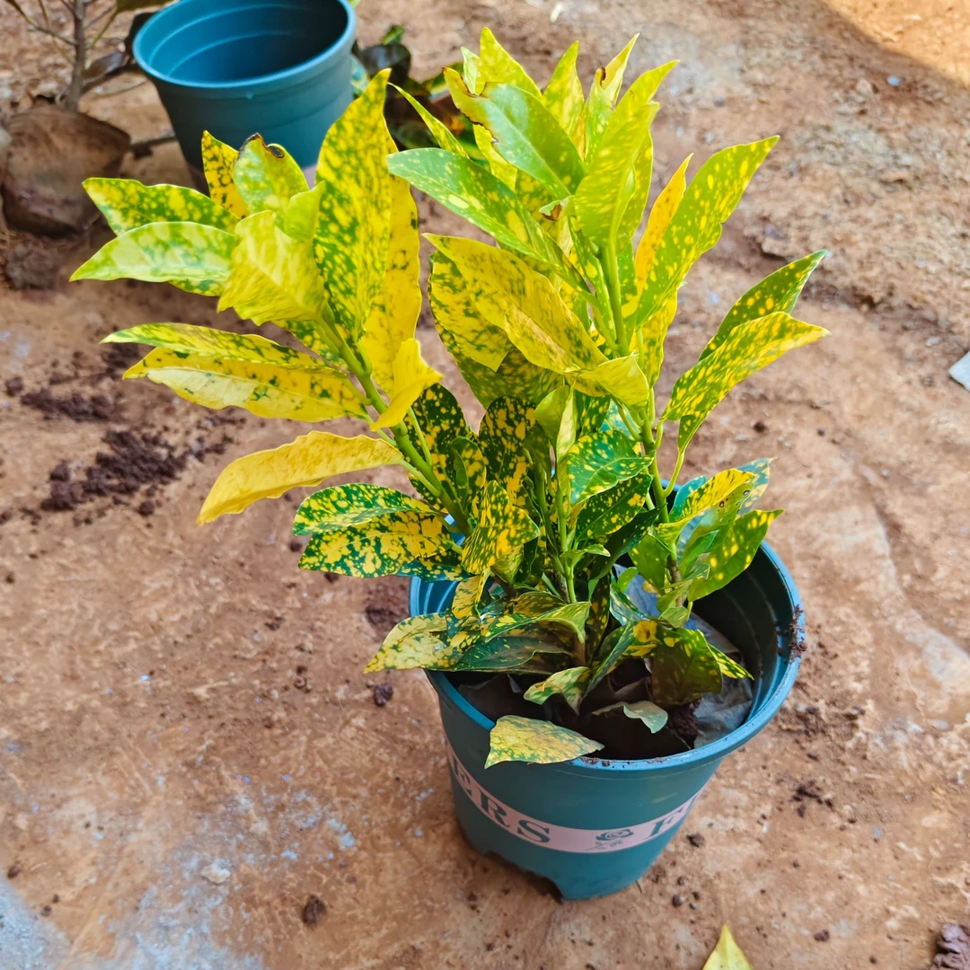 洒金榕常绿绿植盆栽耐旱绿色枝条洒金榕苗不耐低温植物养殖光照