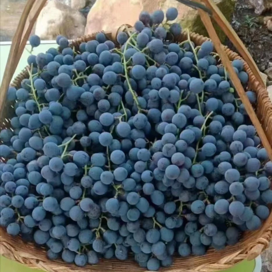 福安溪塔刺葡萄9斤礼盒装现采现发