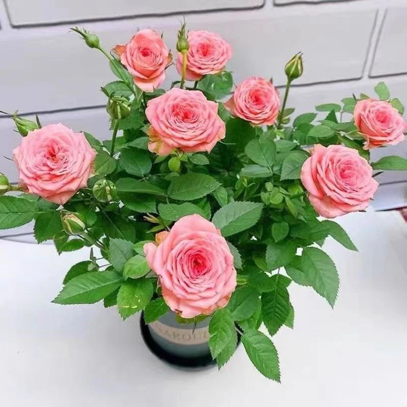 仙度瑞拉月季玫瑰花多颗扦插护阳台庭院花台红色月季楼顶花台花园