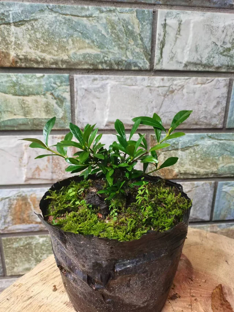 老鸦柿，栀子花。。。