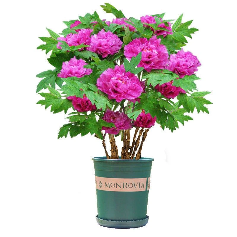 洛阳牡丹花苗四季开花不断观赏大花牡丹花盆栽庭院花卉植物花阳台