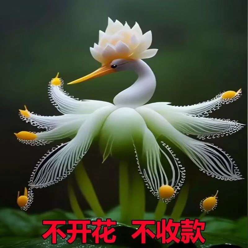 浓香天鹅兰球根盆栽耐寒耐热花四季开花室内外阳台水土培庭院绿植