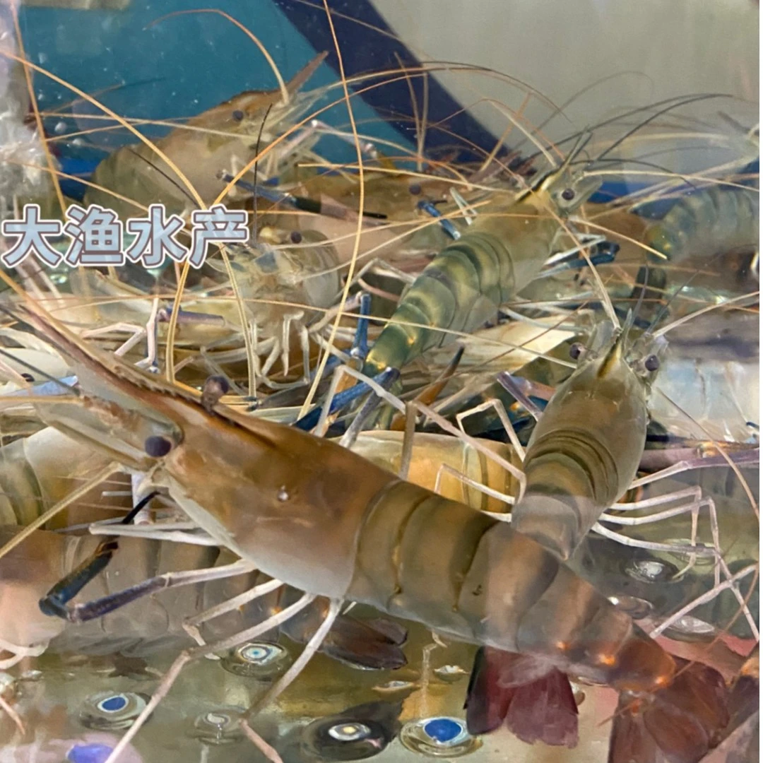 罗氏虾（500g起）