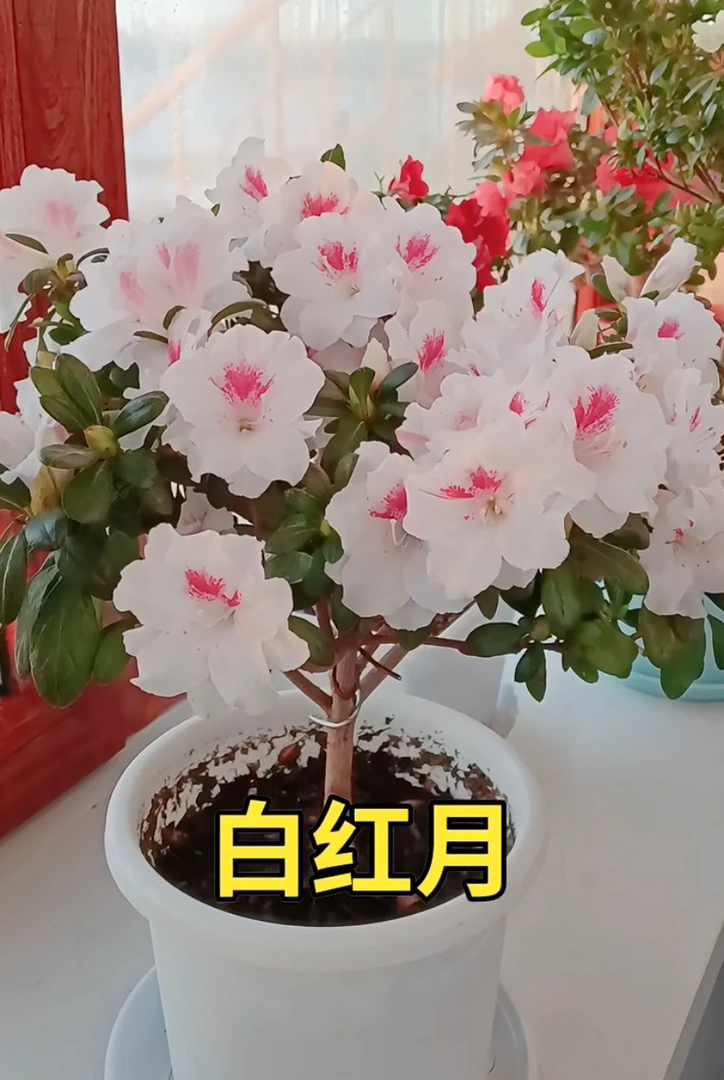主播推荐 品种杜鹃花抢购链接