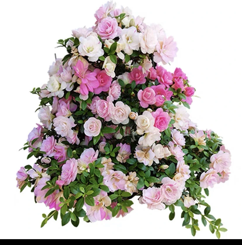 皋月杜鹃花一物一拍临时链接